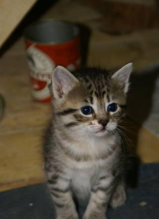 Котята в добрые руки Москва