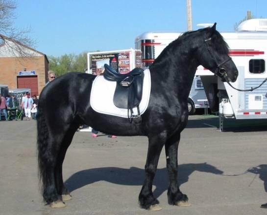 Красивый конь для продажи 25000 руб Анапа