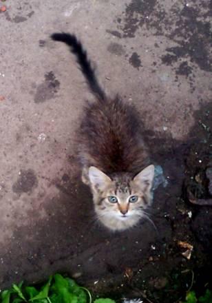 Котенок,девочка,2 мес Москва