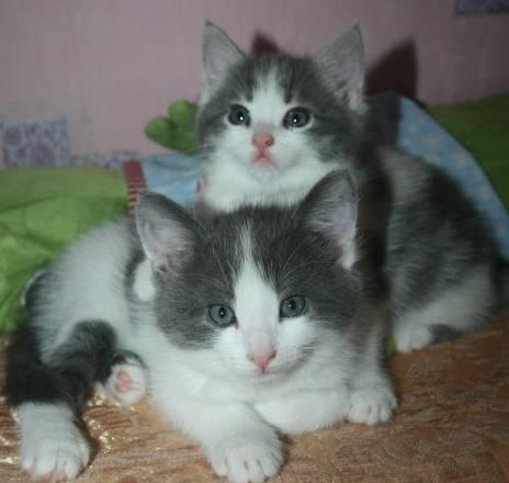 Котята Москва