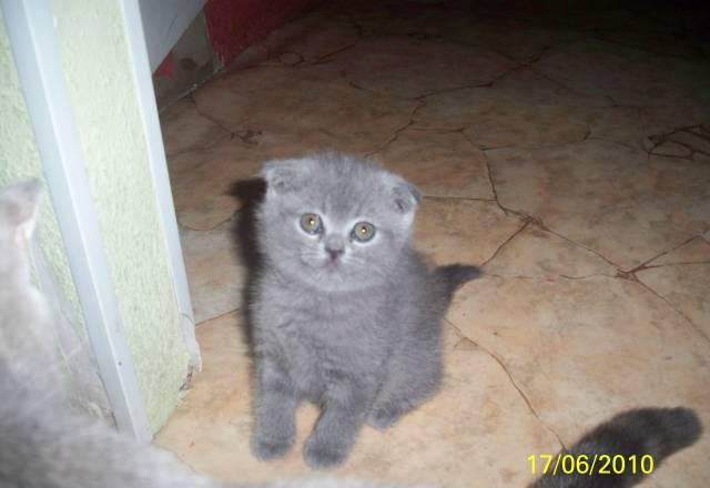 Шотландская вислоухая кошечка Миасс