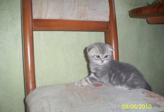Шотландский вислоухий котик (шикарный) Екатеринбург