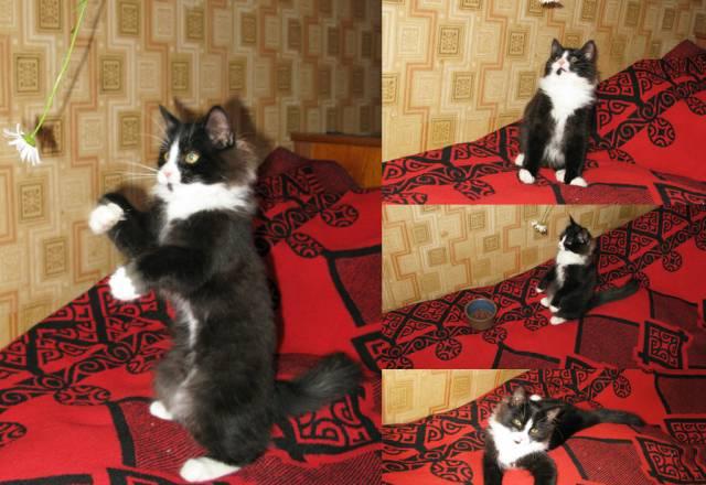 Котенок (2,5 мес. котик) в добрые руки Москва