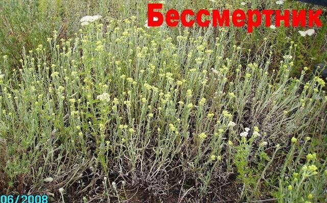 Бессмертник песчаный (цмин песчаный) Москва