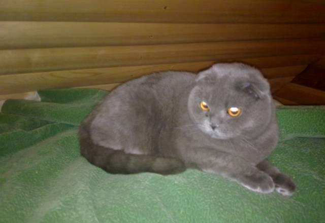 Шотландскую вислоухую кошку Тула