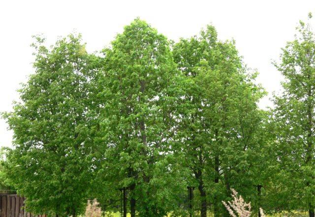 Участок 6 соток. Природа, коммуникации Заокский