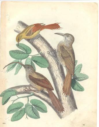 Гравюры старинные. 19 в Москва