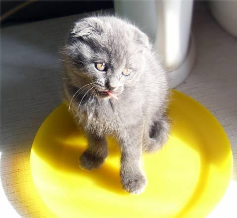 Котята шотландской вислоухой, мальчики Москва