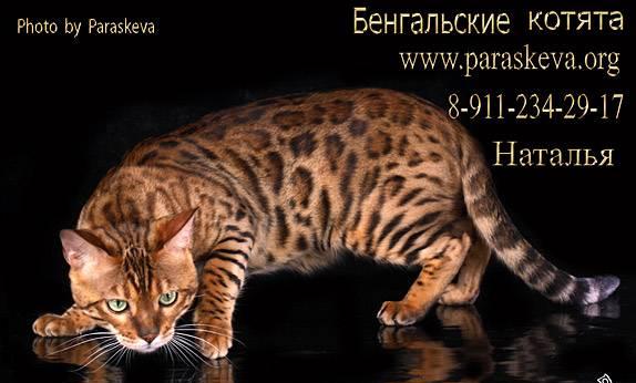 Бенгальские кошки, бенгальские котята Санкт-Петербург
