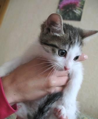 Котенок-мальчик 2,5 мес. в добрые руки Екатеринбург