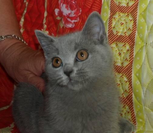 Британский котик Санкт-Петербург