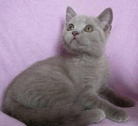 Лиловая кошечка скоттиш-страйт Санкт-Петербург