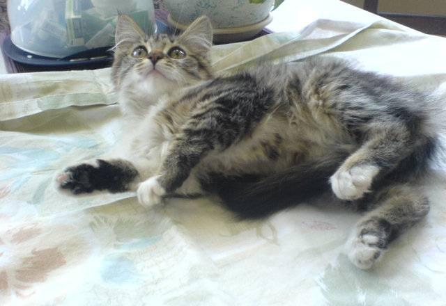 Котенок  3 месяца Москва