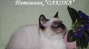 Шотландские голубоглазки-котята окраса сил-поинт Москва