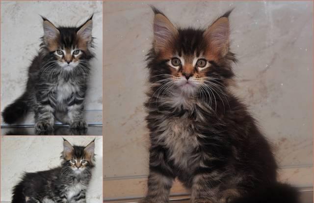 Аватар, котенок менй-кун, черный мрамор Москва