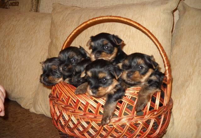 Малыши Йорки ждут  своих владельцев Москва