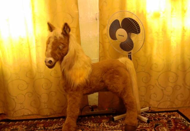 Лошадь Саратов