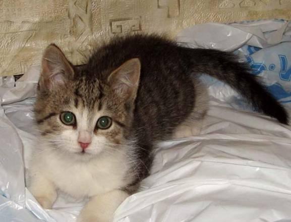 Котята в добрые руки.Мальчишки ждут родителей Санкт-Петербург