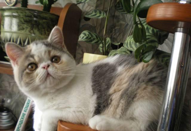 Котята Липецк