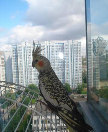 Корелла(самец 6 месяцев) Москва