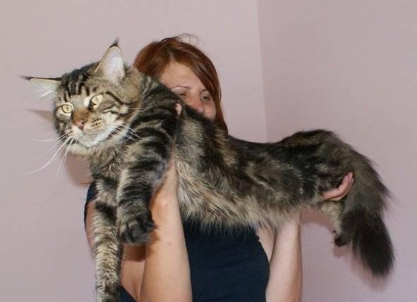 Котята  породы Мейн Кун Анапа