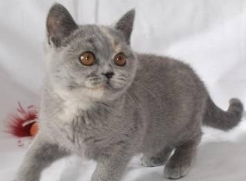 Британская кошка от питомника elenicat Ростов-на-Дону