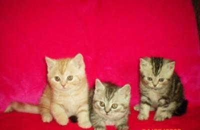 Шотландские вислоухие и кооткошерстные котята Новосибирск