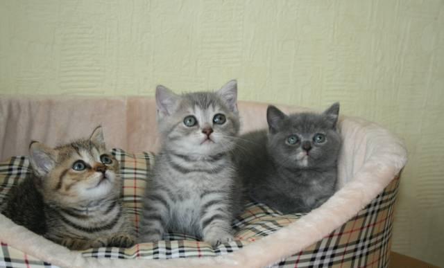 Британские котята,плюшевые модники.Кошечка котики Москва