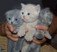 Шотландские котята Ростов-на-Дону