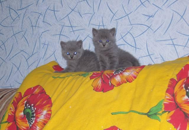 Котята Британцы Екатеринбург