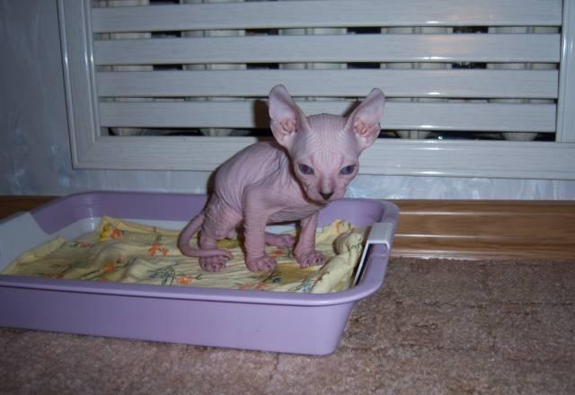 Котята Чайковский