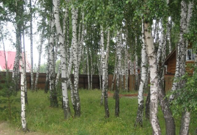 Участки в красивой березовой роще (55 км) Москва