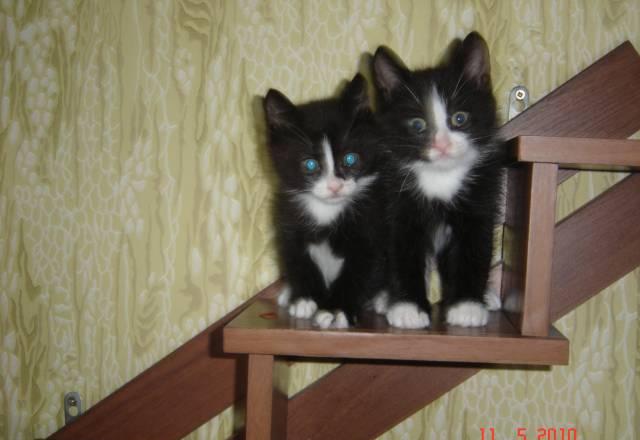 Продаю котят курильских  бобтейлов 2 мес Москва