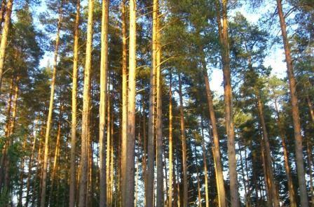 Продается участок в сосновом бору Воскресенск