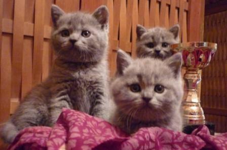 Замечательные британские котята Москва