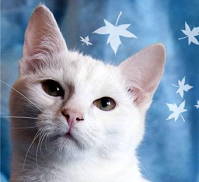 Котёнок в дар. Вальс, 6 мес Москва