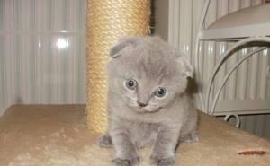 Продаются котята британские Санкт-Петербург