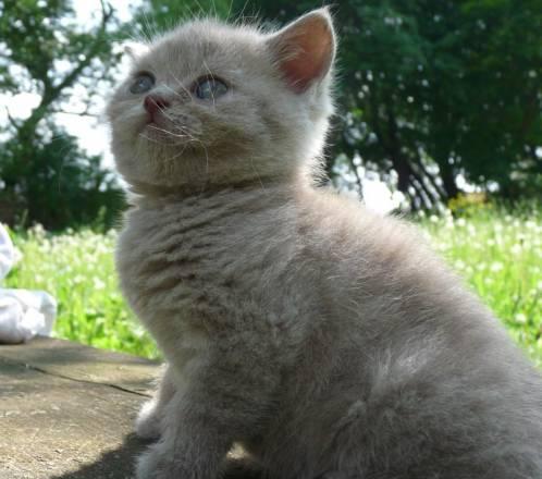 Британские котята Бронницы