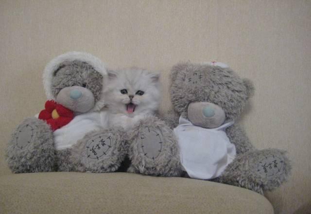Котята персидской серебристой шиншиллы за 3 500 ру Москва