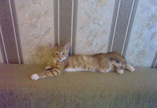 Котенок рыженький Москва