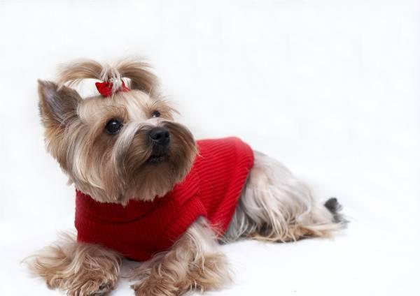 Стрижка собак Санкт-Петербург