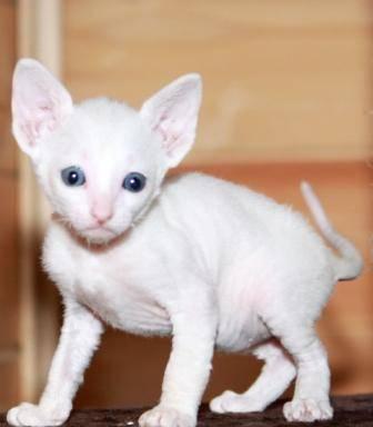 Корниш-рекс.Белые, цветные клубные котята.Недорого Москва