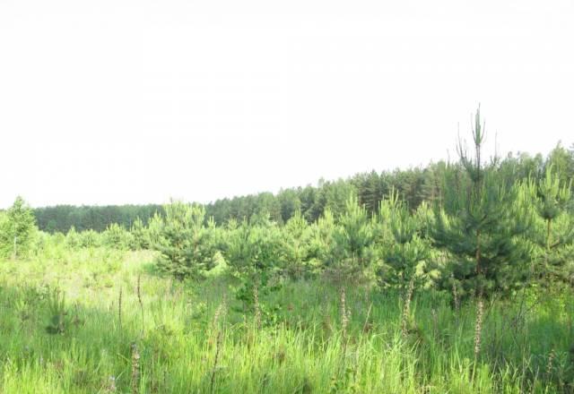 24 га в сосновом лесу рядом с трассой м3 Навля