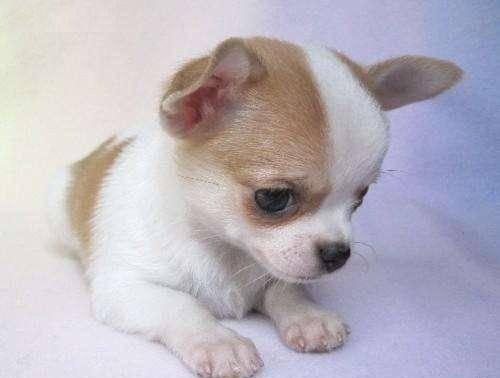 Chihuahau cachorros Москва