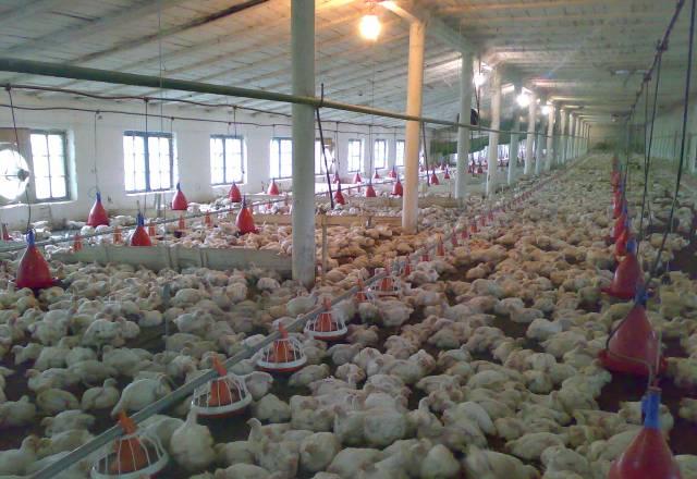 Птицеводческая ферма Краснодар