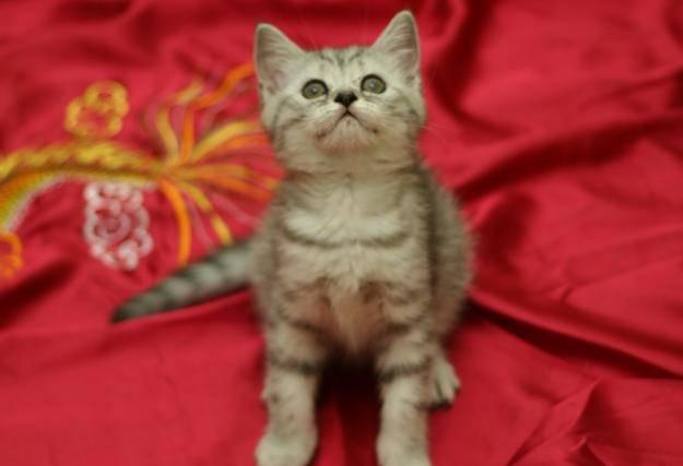 Шотландские котята - вислоухие и страйты Москва