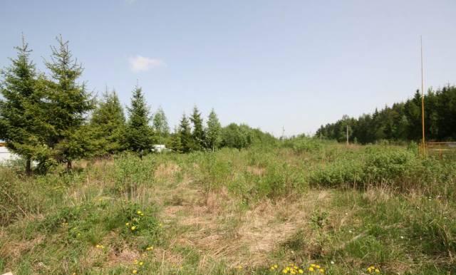 Участок возле соснового бора Конаково