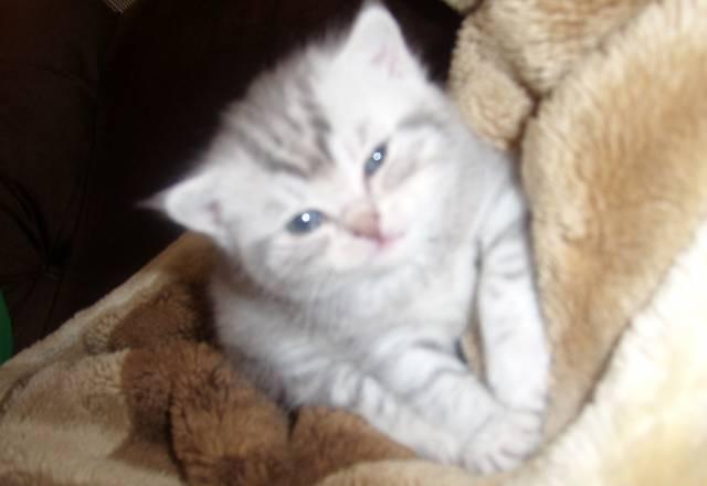 Британские котята продаю Самара