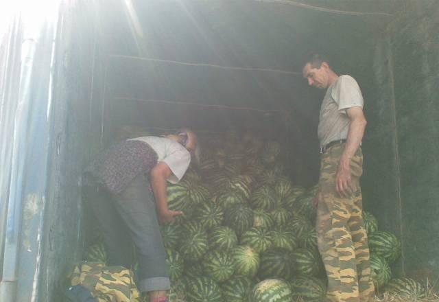 Арбуз оптом Волгоград