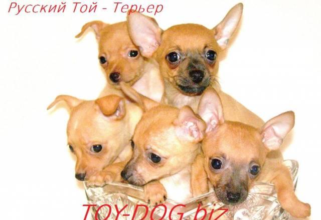 Русский той Москва